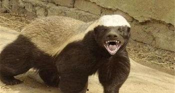 带你吃瓜之平头哥的亲戚,带你吃瓜之平头哥家族的神秘亲戚